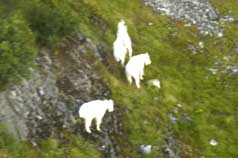 Three billy goats at high altitude